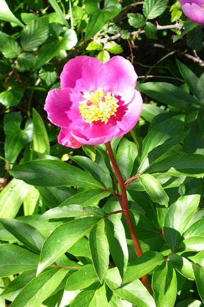 Pivoine de Brotero